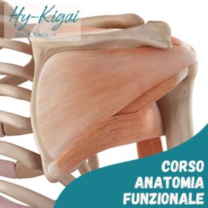 Corso Anatomia Funzionale