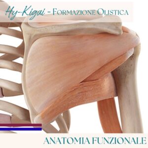 Corso Anatomia Funzionale