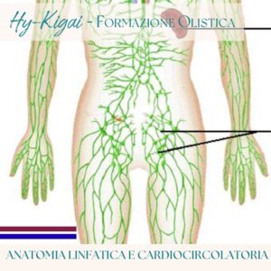 Anatomia linfatica